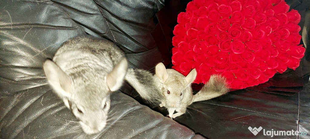 Vând pui de chinchilla, chinchila, sinsila