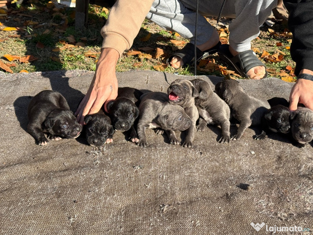 Vând pui de Cane Corso