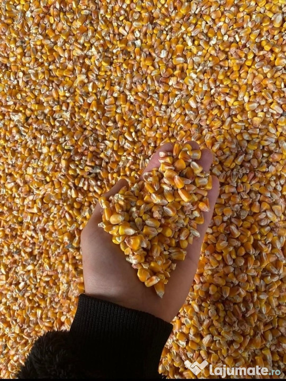 Porumb producție 2025