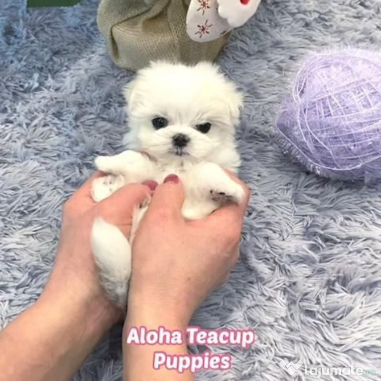 Bichon maltez mini toy