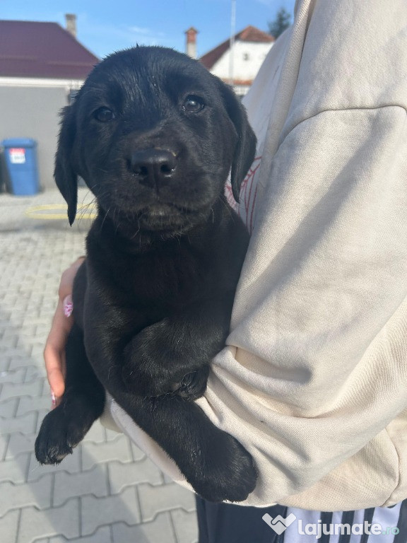 Labrador pui frumosi