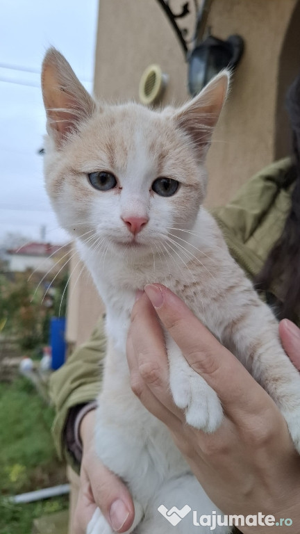 Puiut de pisicuta, portocalie cu ochi albastri