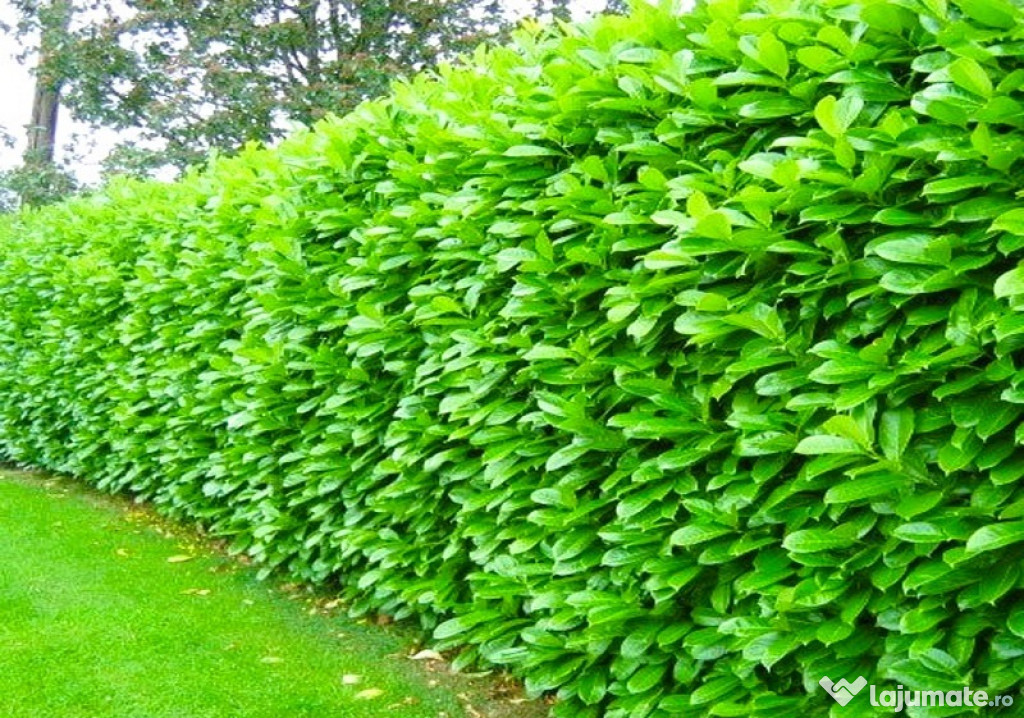 Laur englezesc - Prunus Laurocerasus Novita, Rotundifolia - rasad