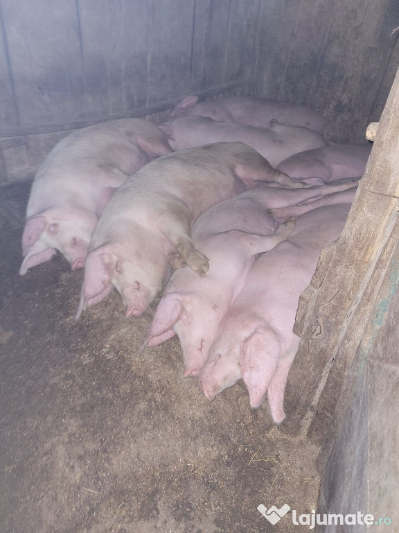 Vand porci 100-200kg