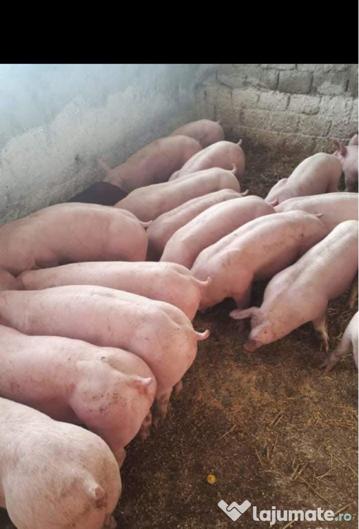 Porci de carne oferim transport gratuit în județul Bacău