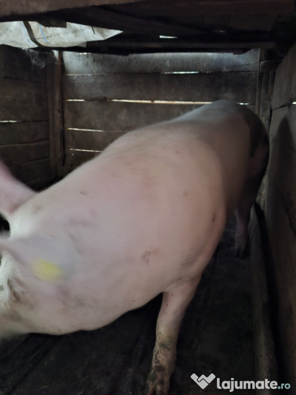 Vând porc de Crăciun