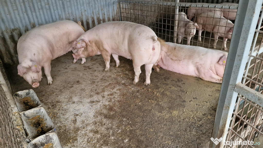 Vand porc , Intorsura Dolj