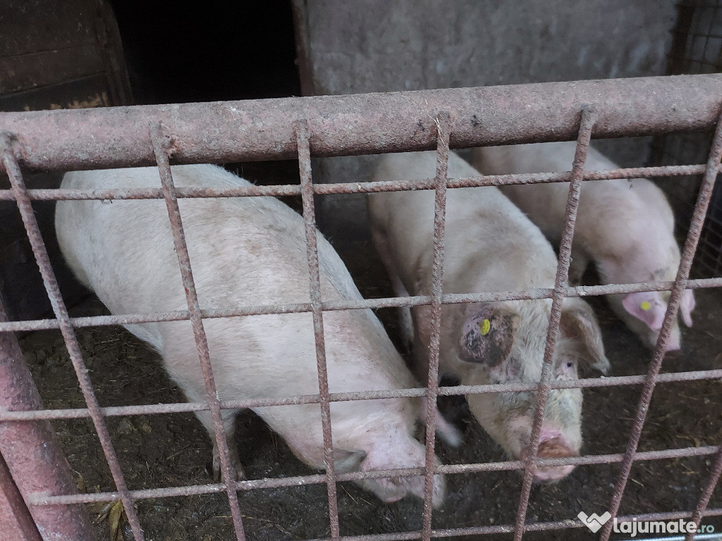 Vand porci de carne crescuti natural in gospodarie