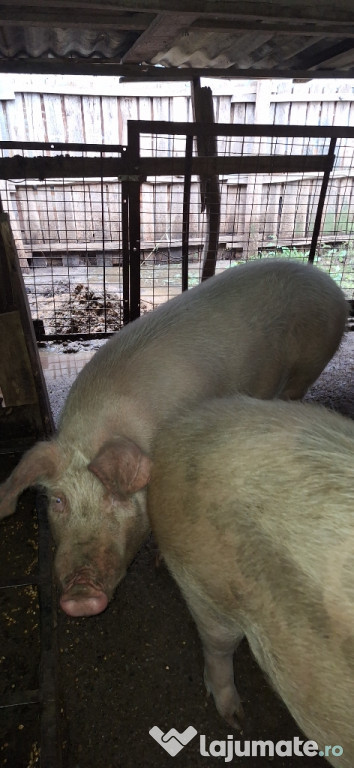 Porci pentru sacrificare