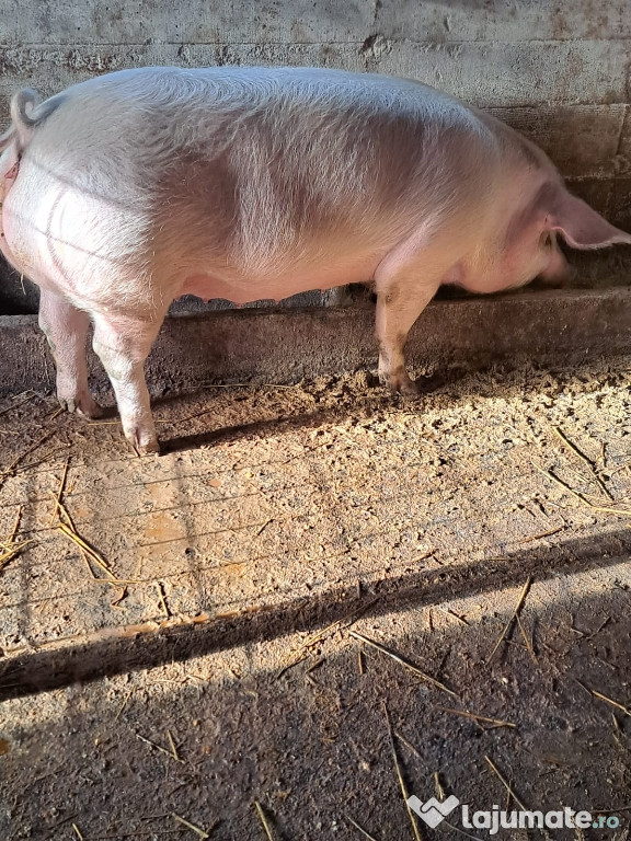 Vand porci rasă de carne