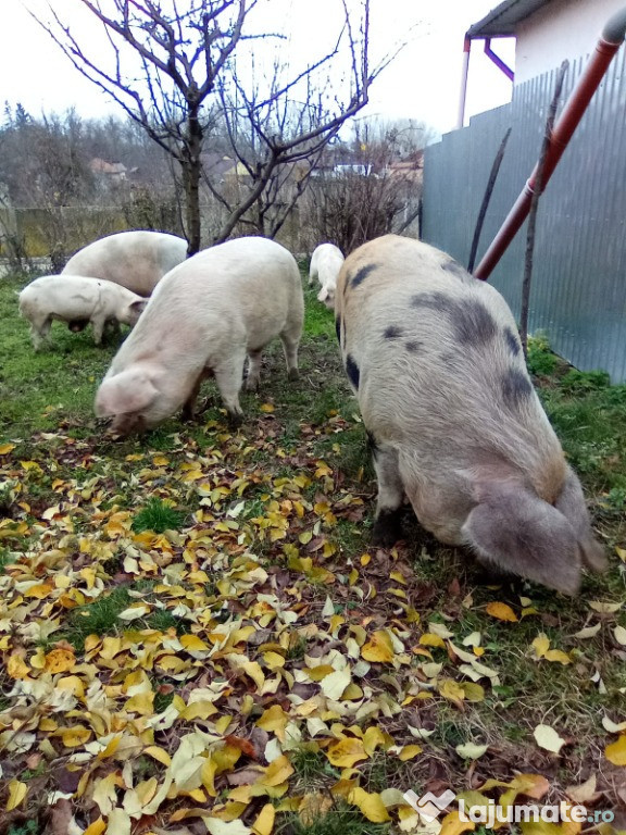 Porc carne crescut bio