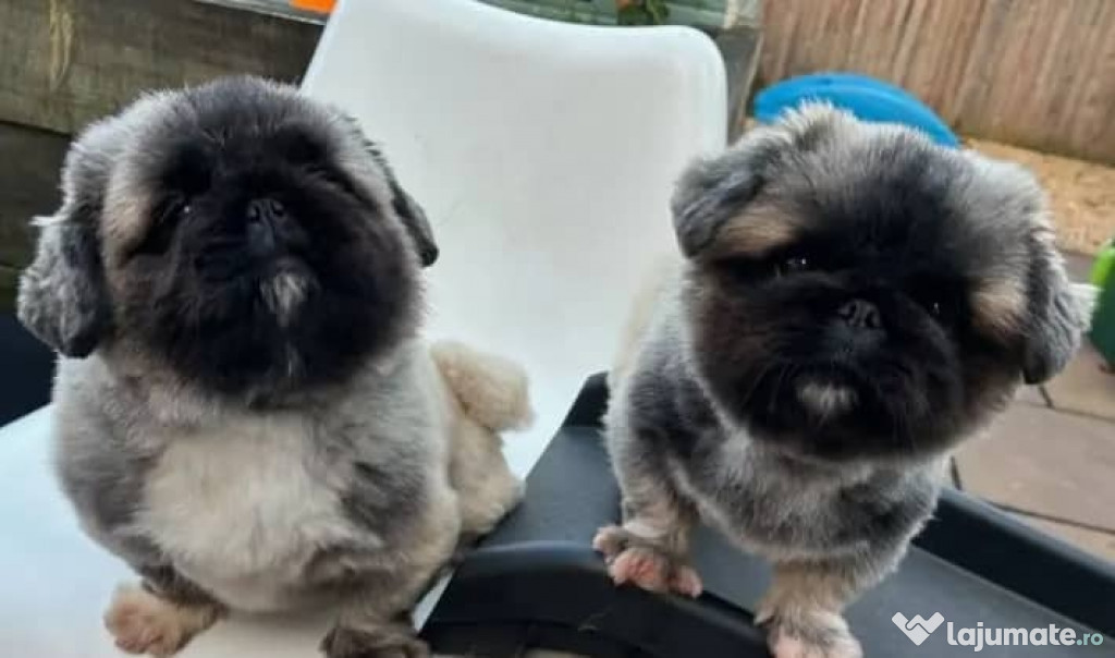 Căței Pechinezi înregistrați