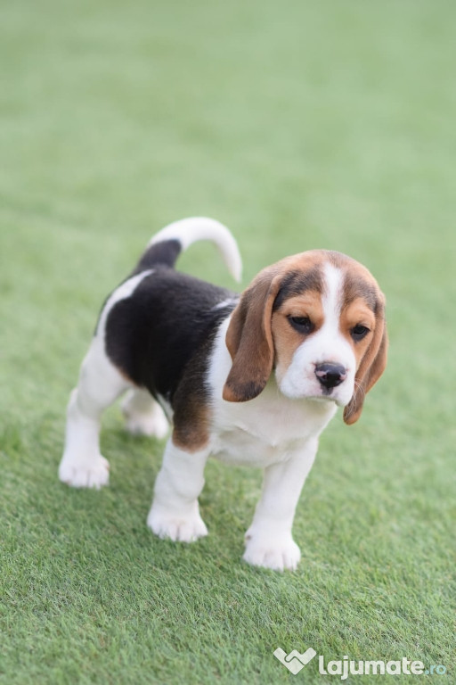 Vând pui rasa beagle