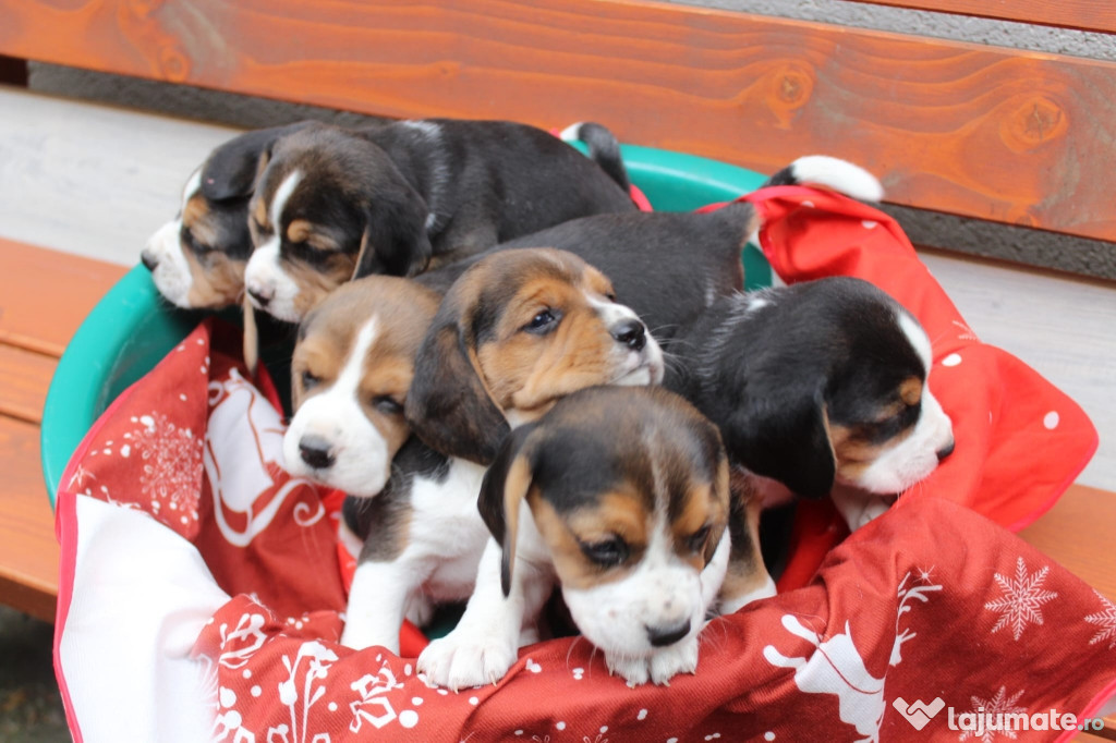 Pui beagle tricolor