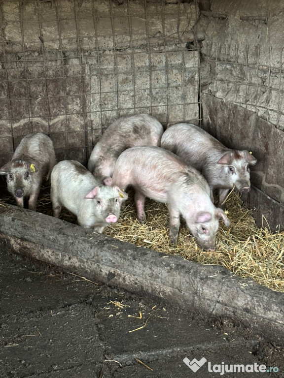 Purcei de 8 săptămâni