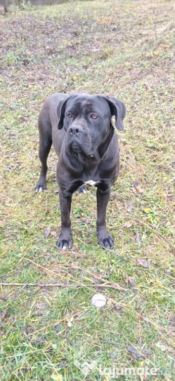 Cane Corso de vanzare!!!