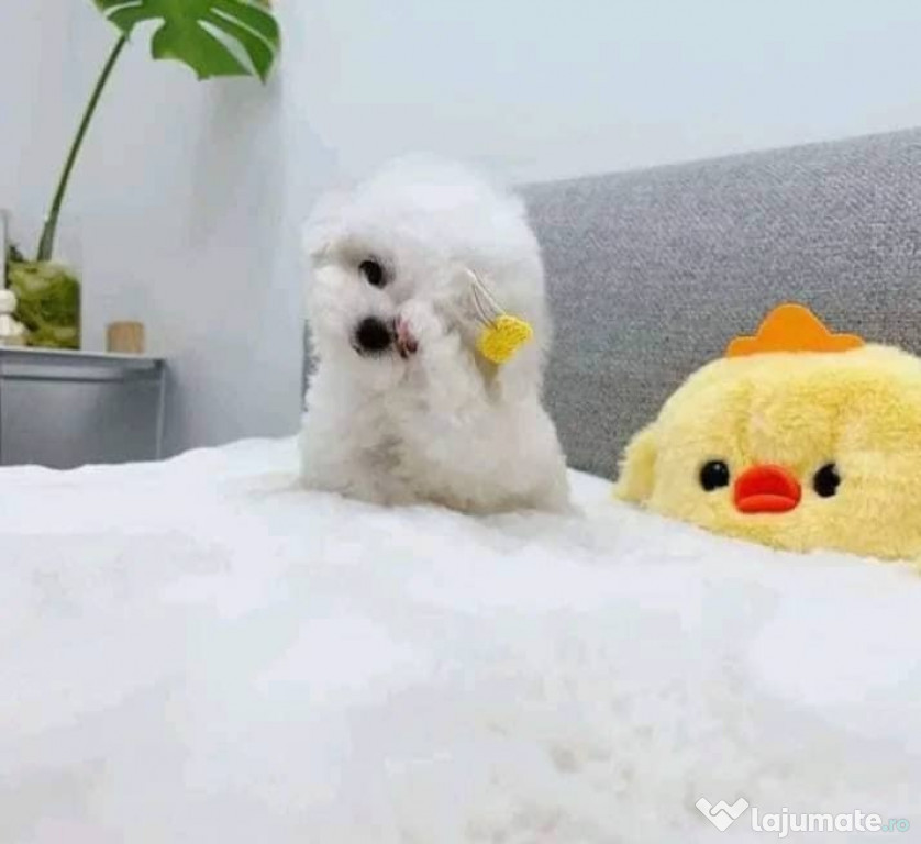 1 cățeluș mascul disponibil