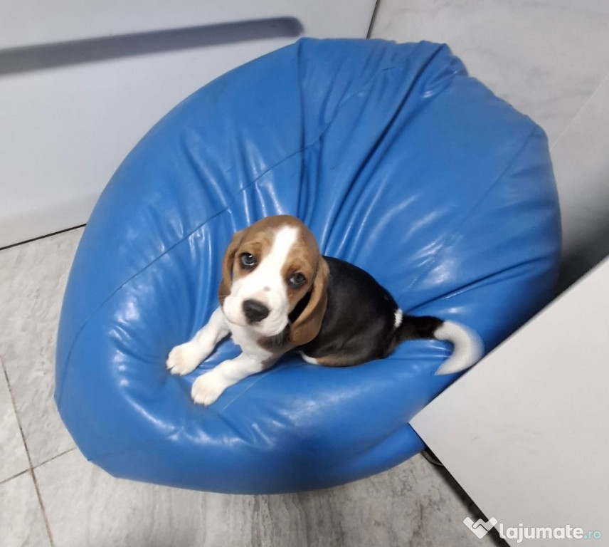 Pui beagle tricolor