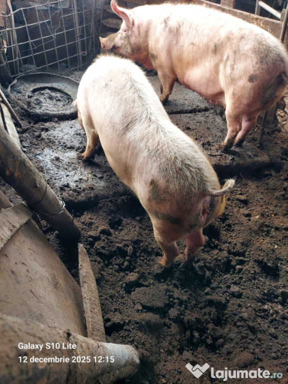 De vanzare pt craciun