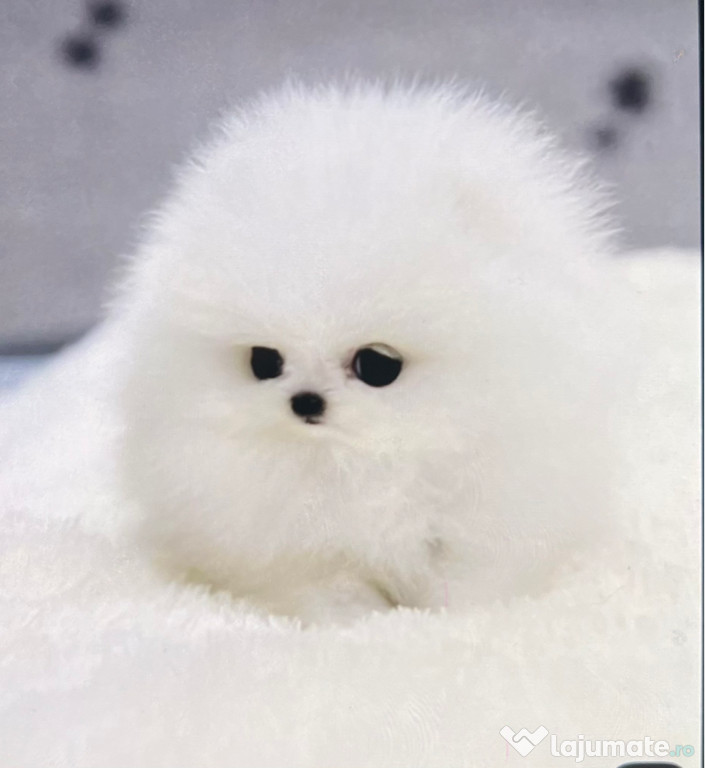 Pomeranian de vânzare femelă și mascul