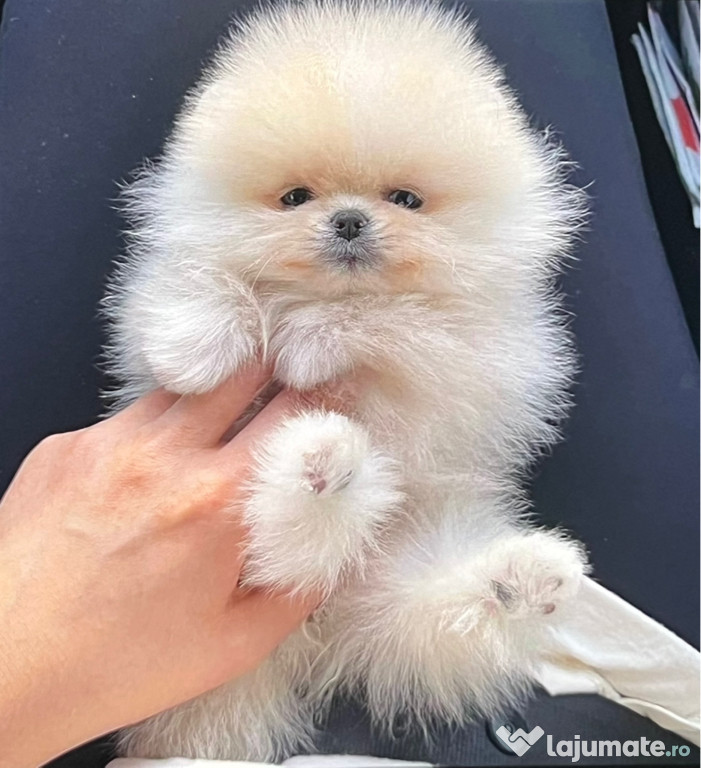 Pomeranian femelă și mascul