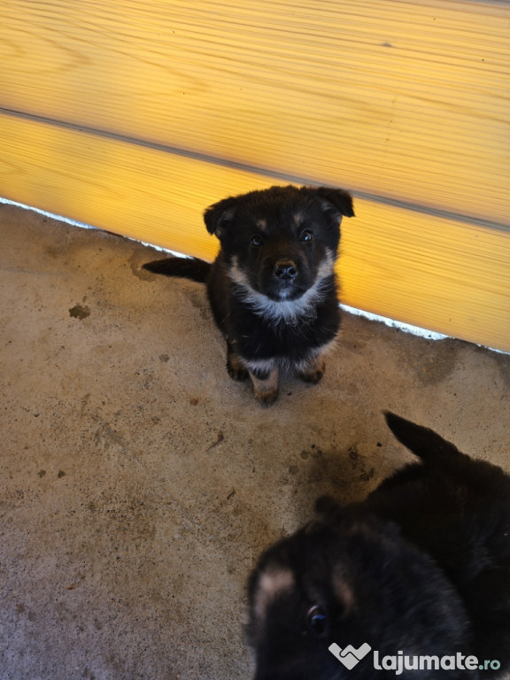 Pui Ciobănesc German