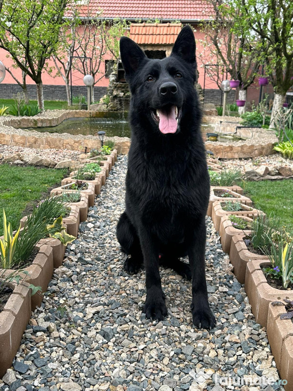 Ciobanesc Alsacian - Negru complet