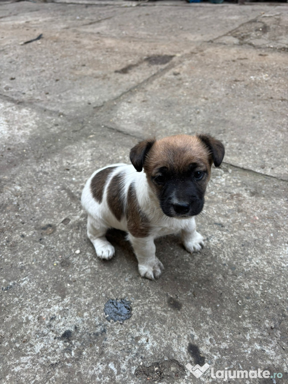 Jack russell terrier