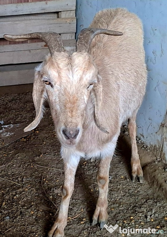 Capre anglonubiene ..... .