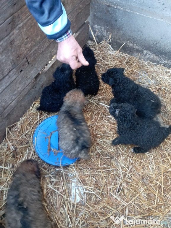 Căței de întors oi