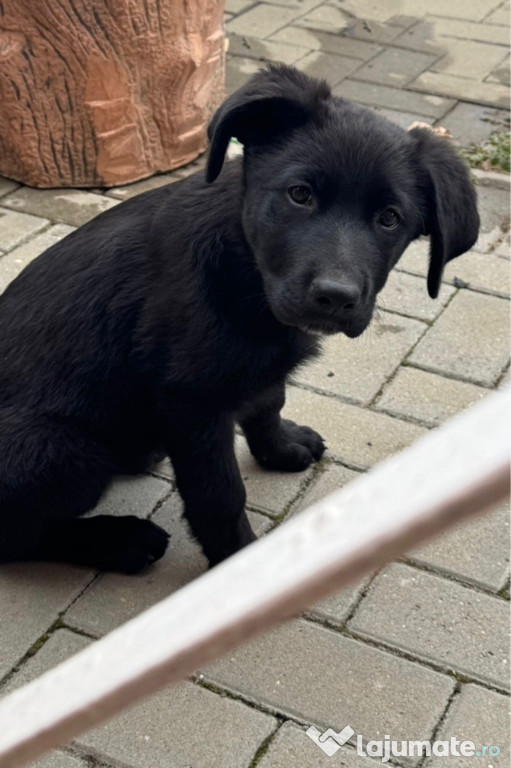 Vând Labrador negru