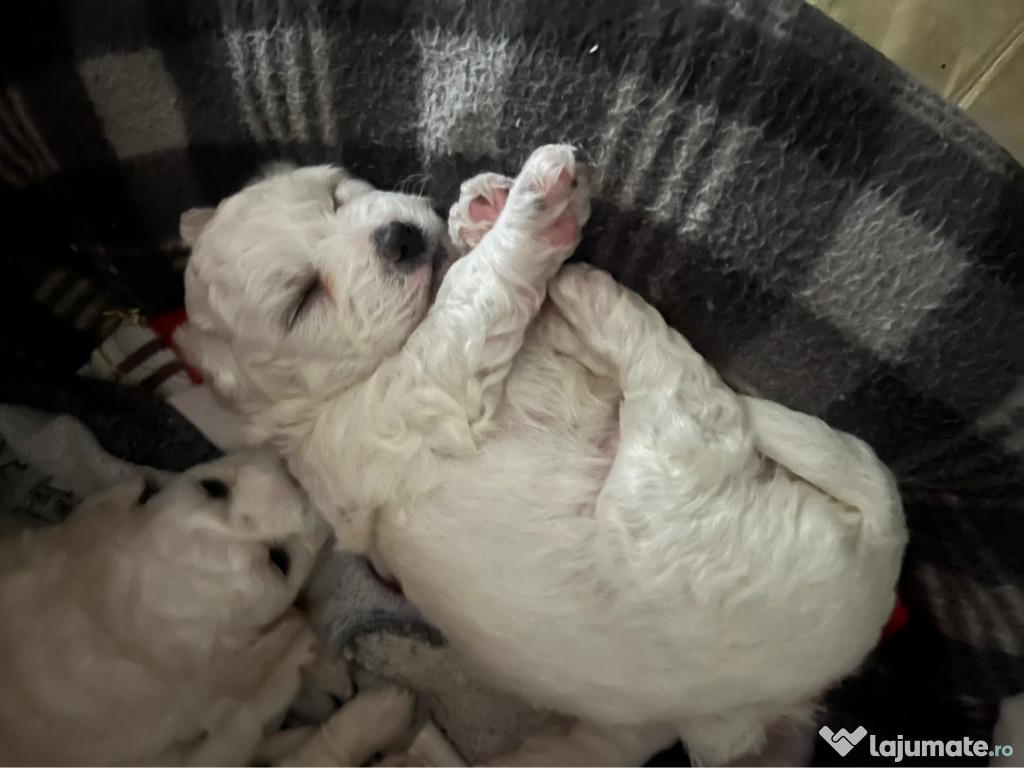 Bichon maltez 5 săptămâni