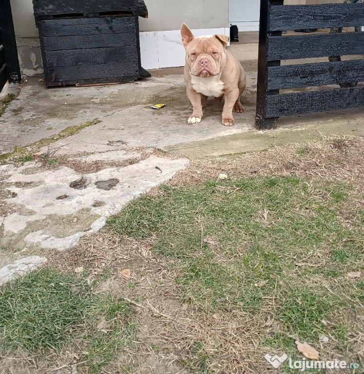 American bully pocket, 9luni