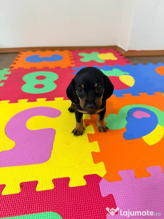 Pui Teckel rasa pura - 5 saptamani