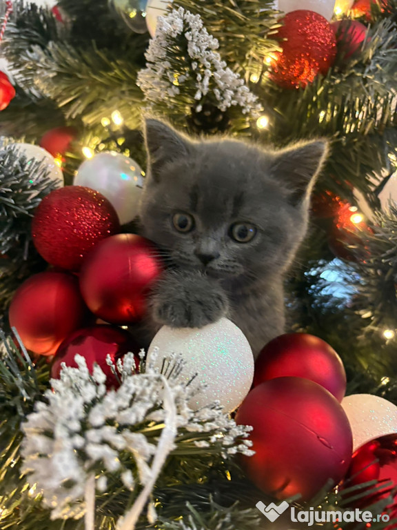 Pui British Shorthair de vânzare