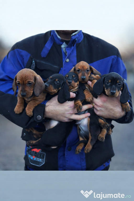 Pui teckel techel tekel