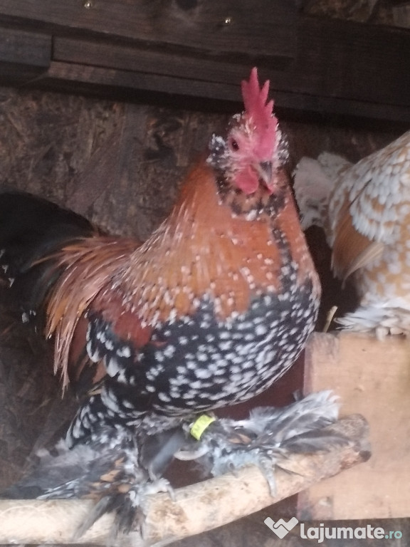 Mii de flori rasa pură inelati