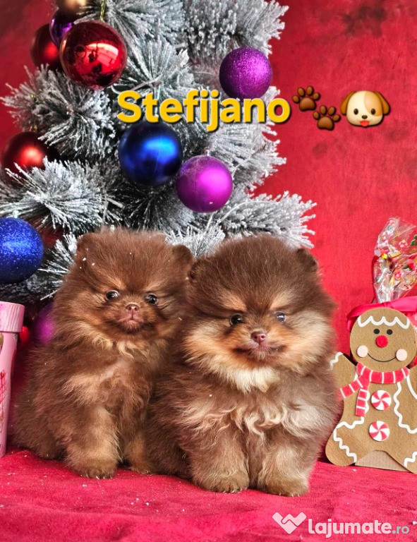 Pomeranian BOO cățeluși