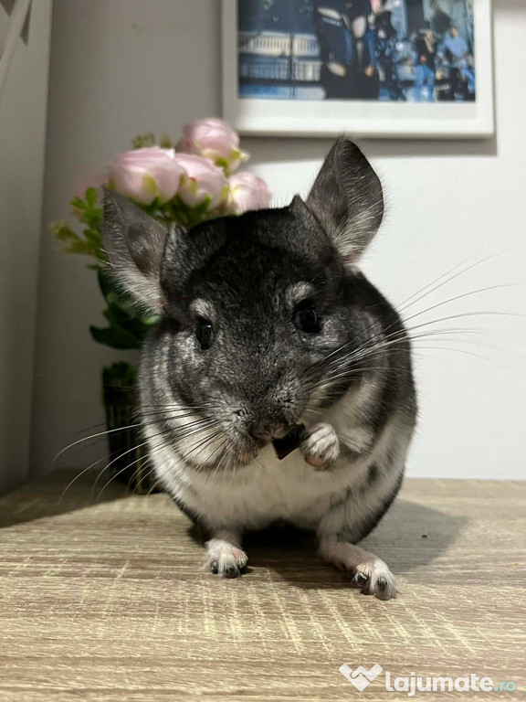 Vând chinchilla + cușcă
