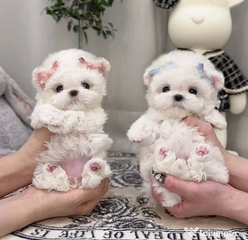 Bichon maltez mini toy