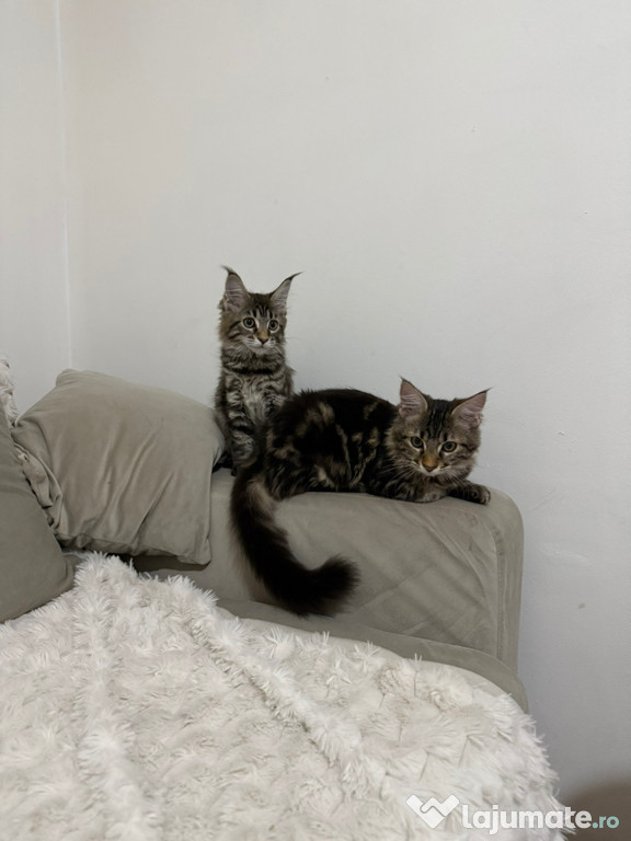 Maine coon pui vaccinați