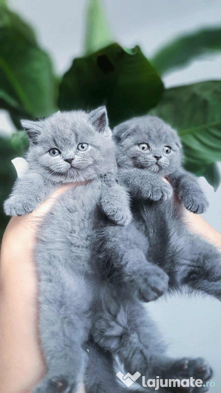 British shorthair blue