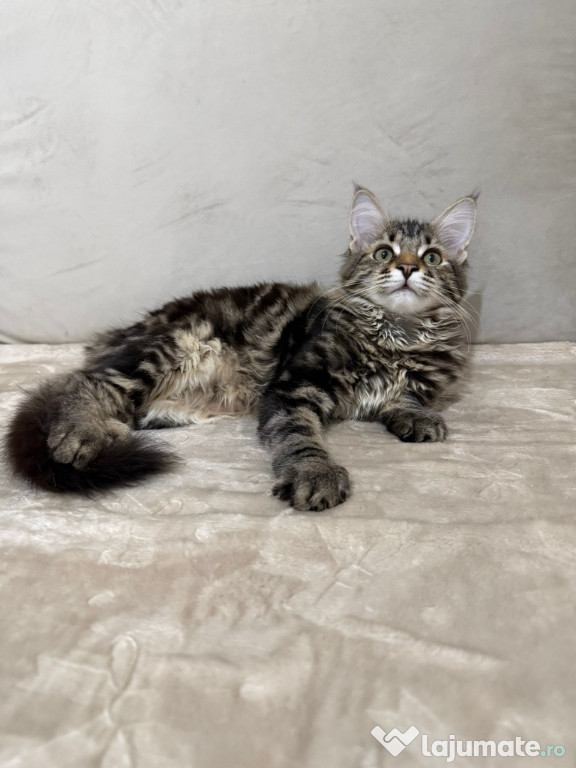 Maine coon băieței și fetițe