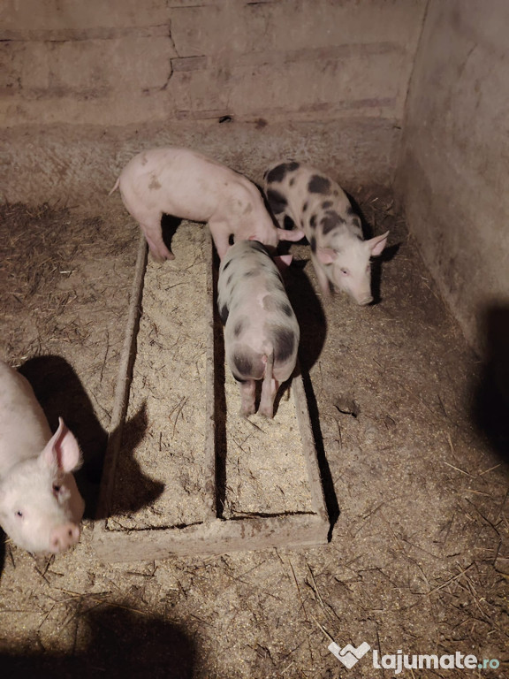 Godanasi de vânzare