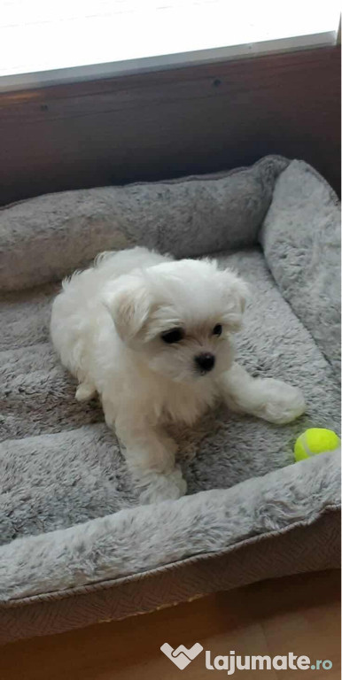 Bichon maltez mini tot
