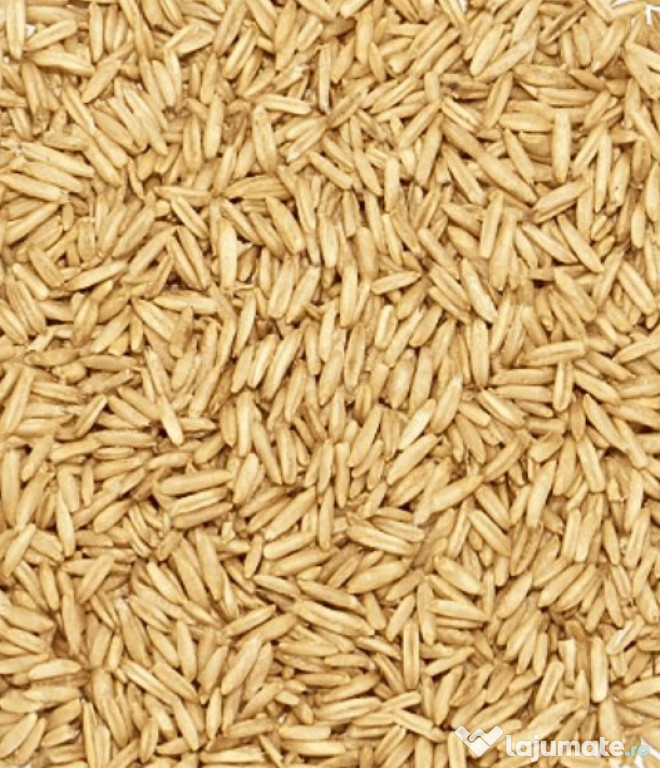 Vând Ovăz Producție 2025