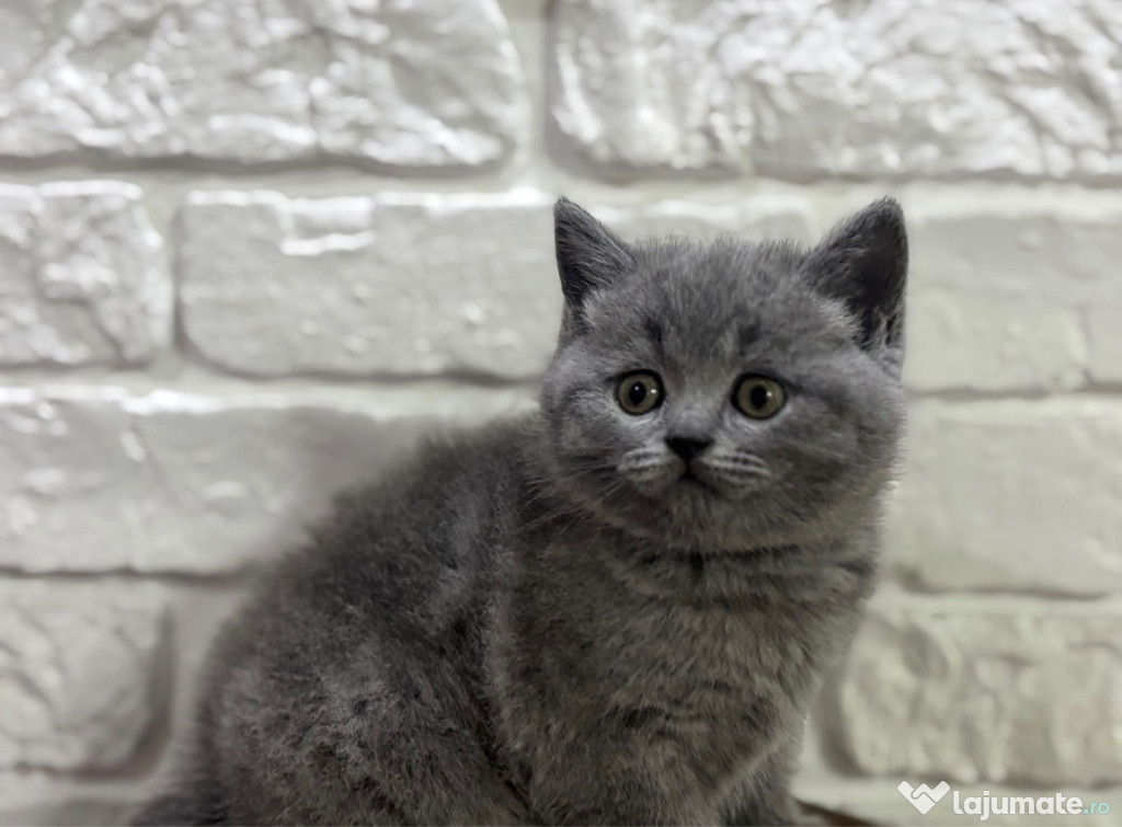 British shorthair