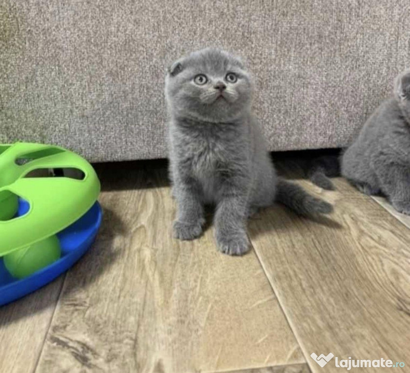 Scottish fold băieței și fetițe