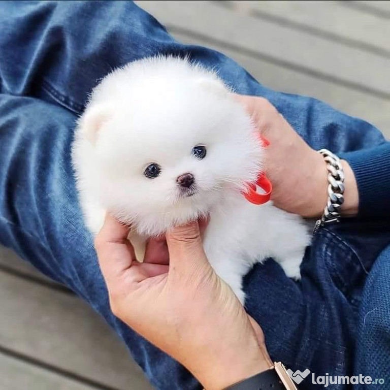 Pomeranian mini toy talie mică