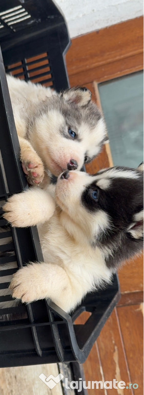 Pui Husky Siberian